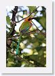SelvaVerde - 036 * Rufous Motmot * Rufous Motmot